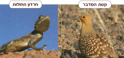 (בספר שתי תמונות:) קטת המדבר, חרדון החולות.